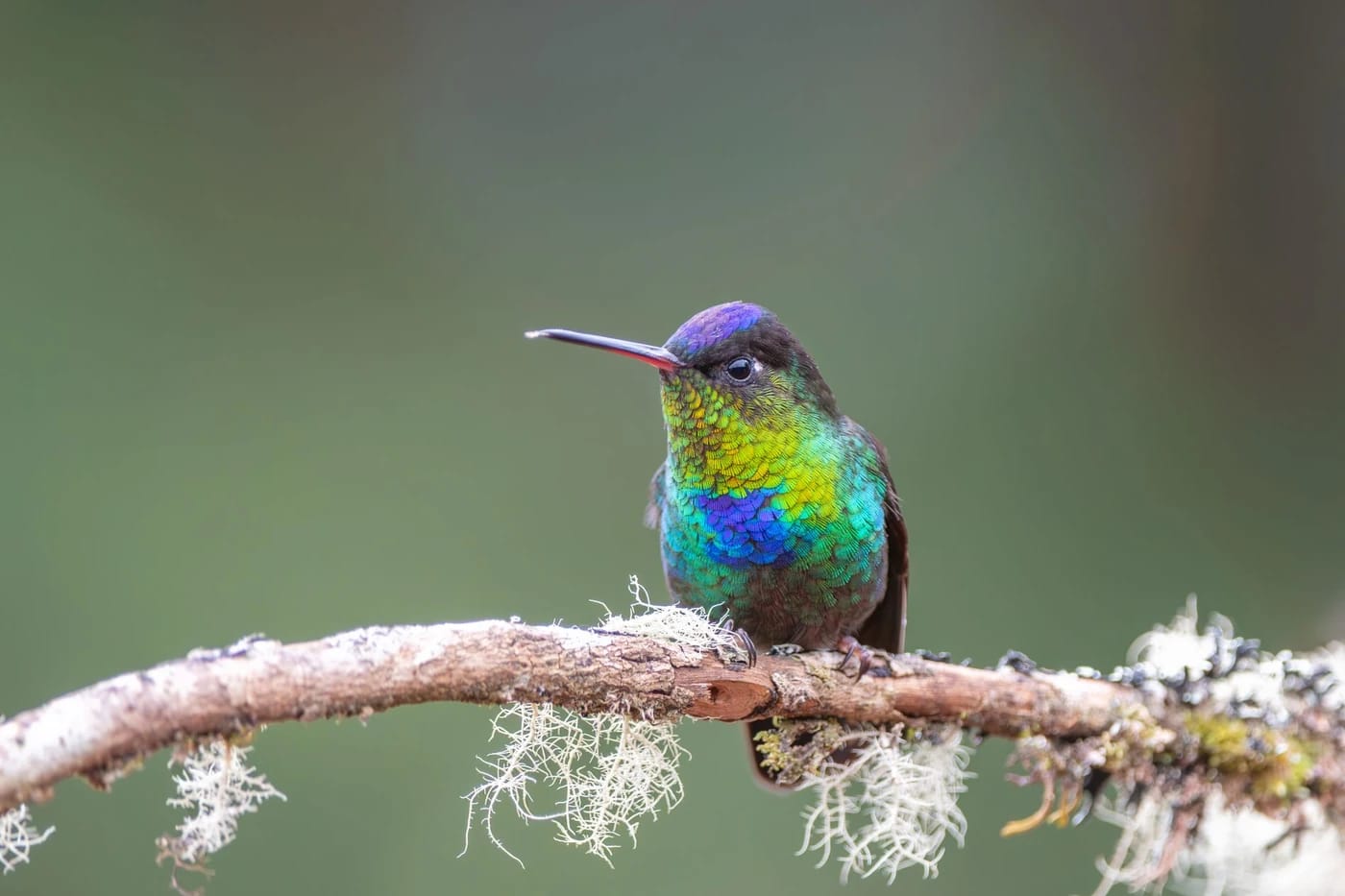 Tulikurkkukolibri mossy branchilla