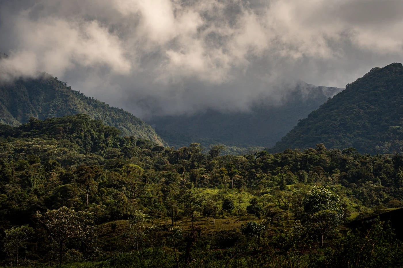 Pilvien peittämät sumuvuoret Costa Ricassa