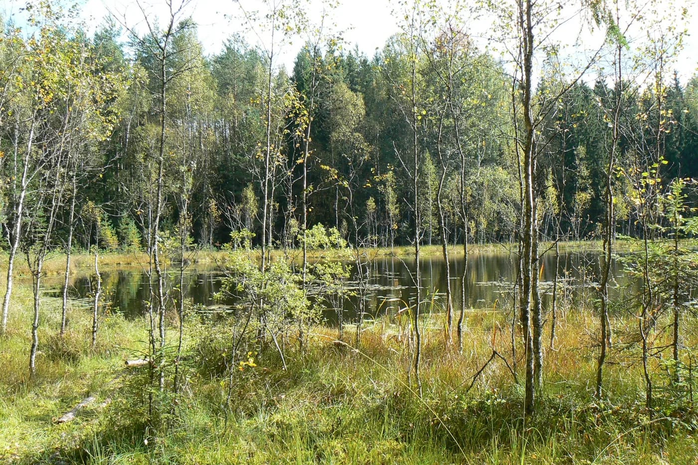 Koivikko ja pienen järven ranta Otepään luontopuistossa