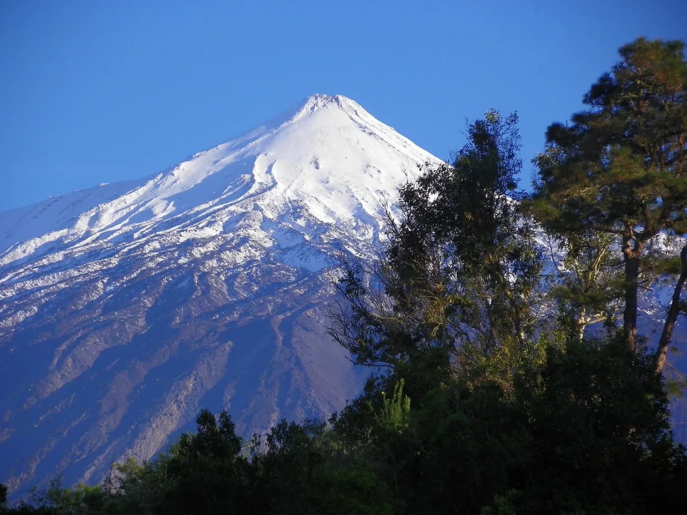 Teide-tulivuori männikön takaa