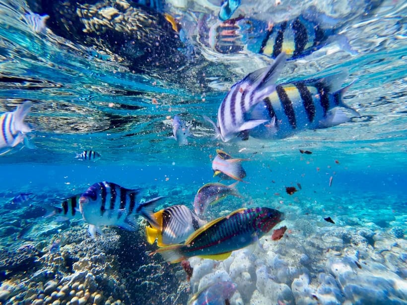 Rainbow Reef