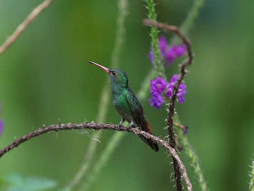 Kolibripuutarhat
