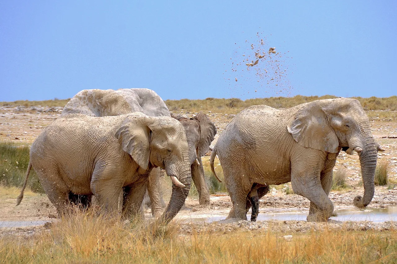 Etosha