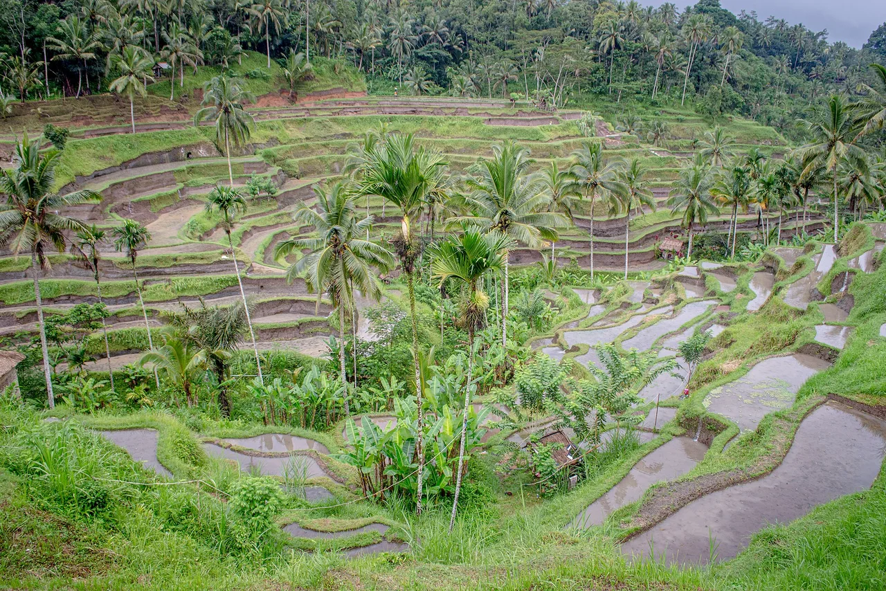 Ubud