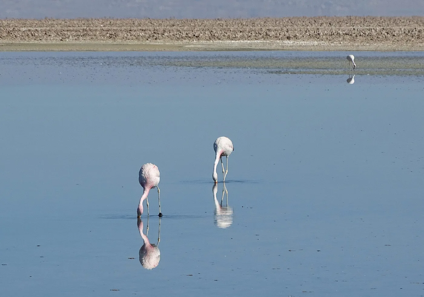 Flamingot peilautuvat Laguna Chaxan pintaan