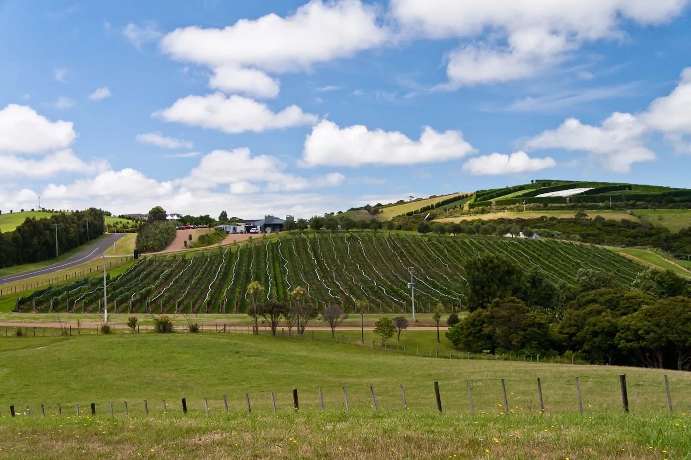 Waiheken saaren viinitila
