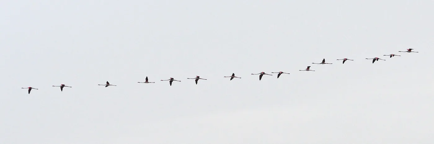 Flamingot lennossa Molentargiuksella