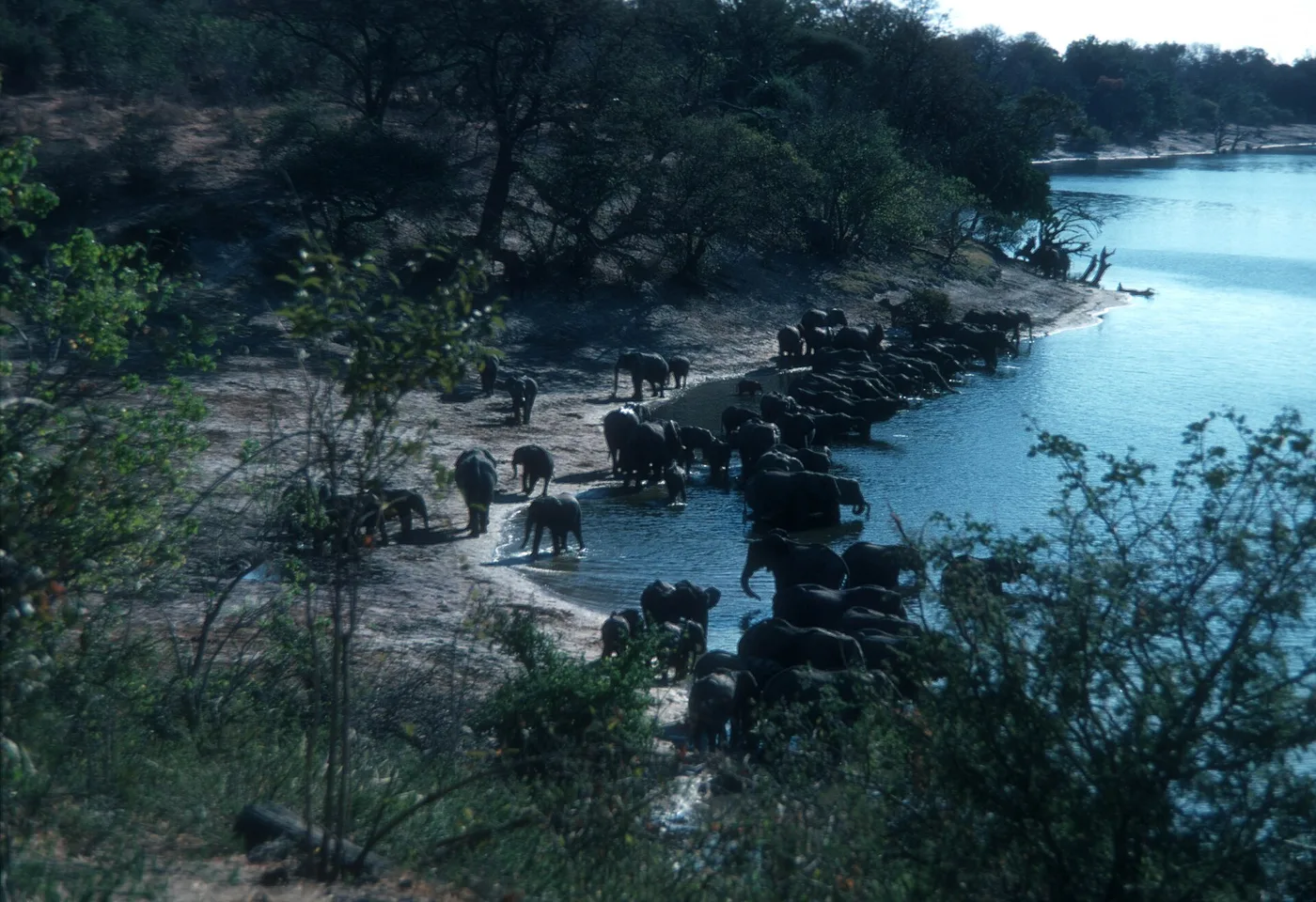 Norsulauma juomassa Chobe-joesta