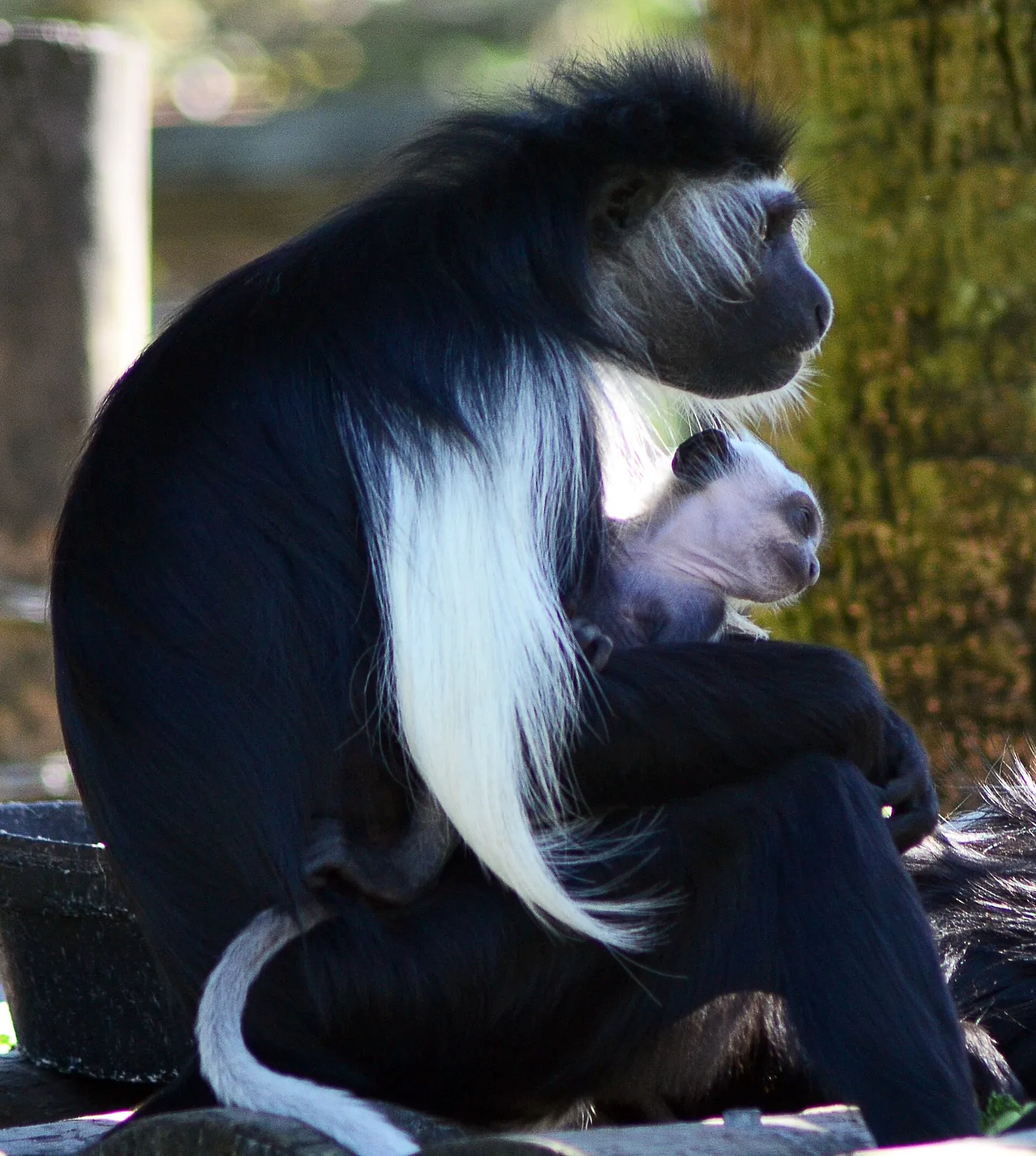 Colobus-apina poikasineen