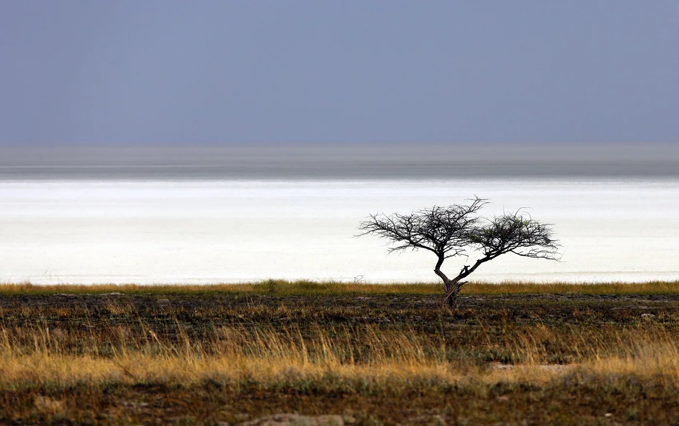 Etosha-pan ja yksinäinen puu