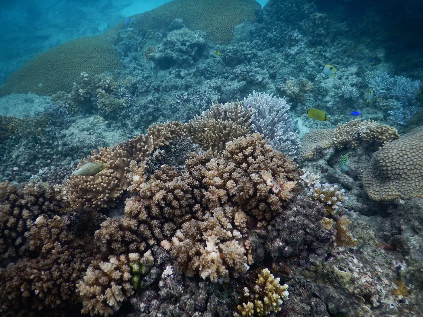 Koralliriutta Yasawa-saarilla