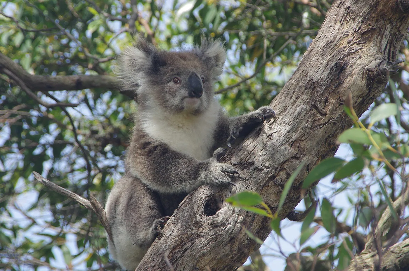 Koala Otwayn metsässä