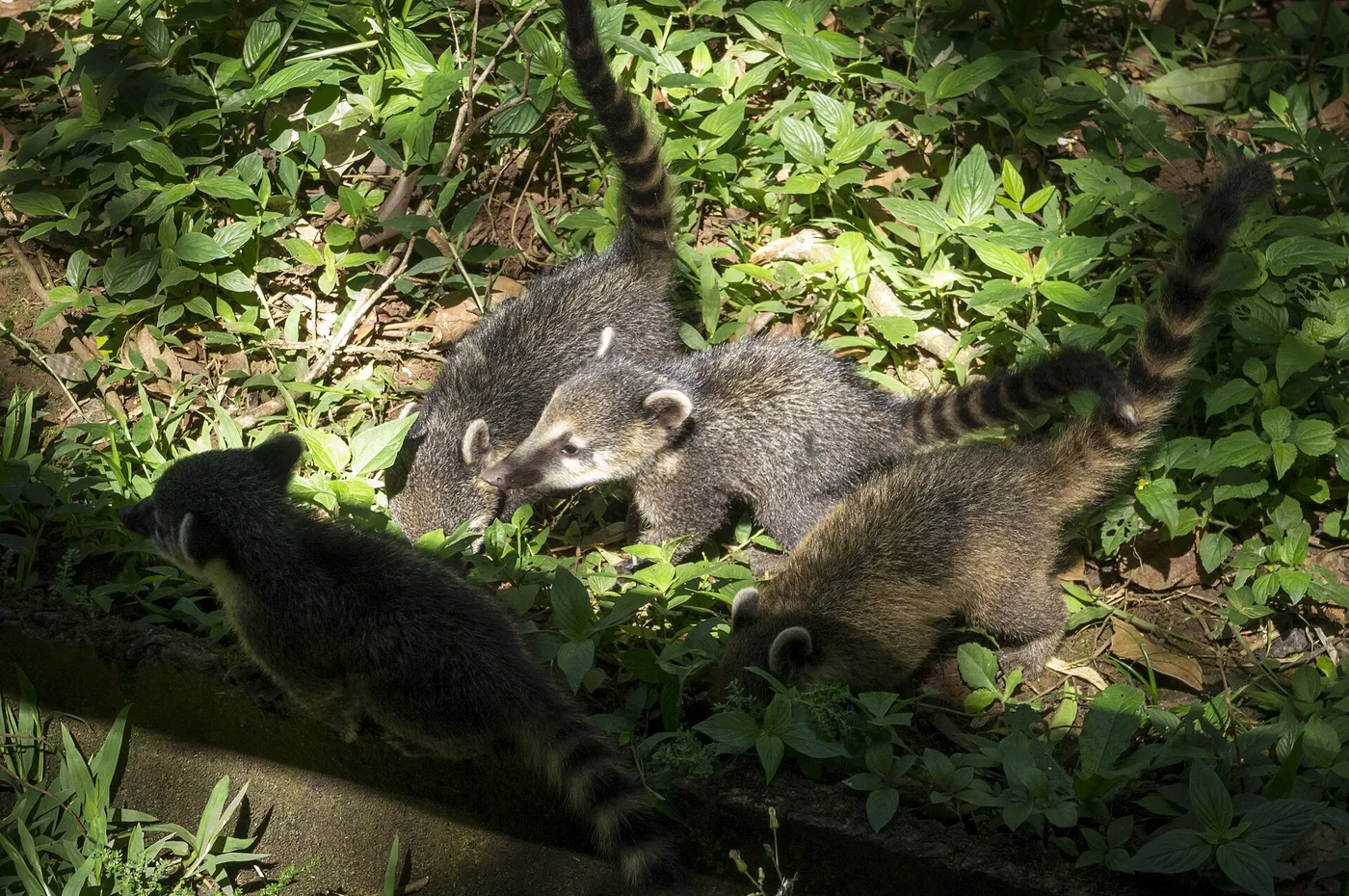 Coati