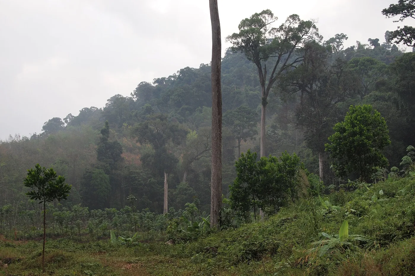 Khao Lak–Lam Run sademetsä