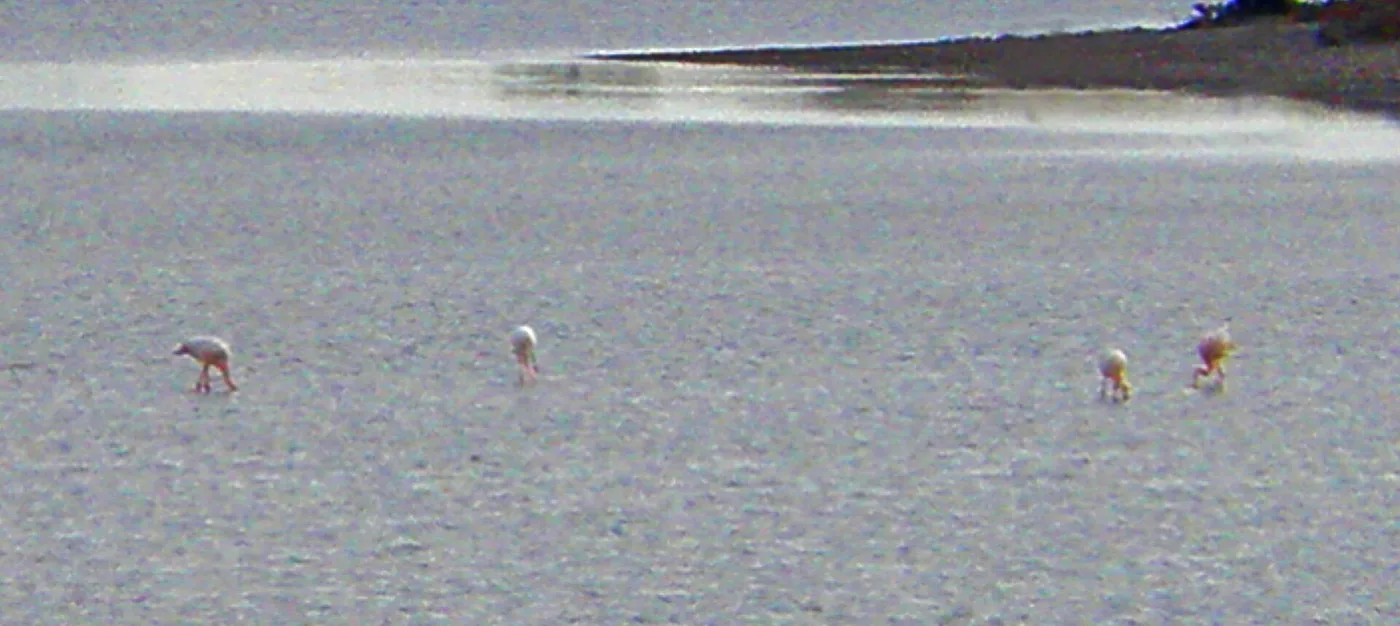 Flamingot Larnacan suolajärvellä