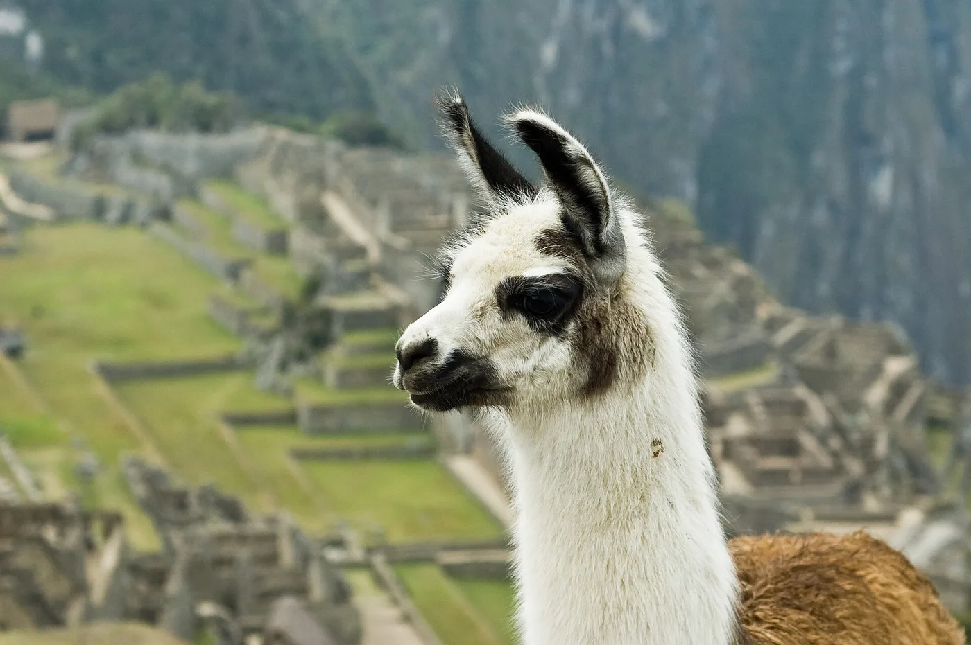Laama Machu Picchun terasseilla
