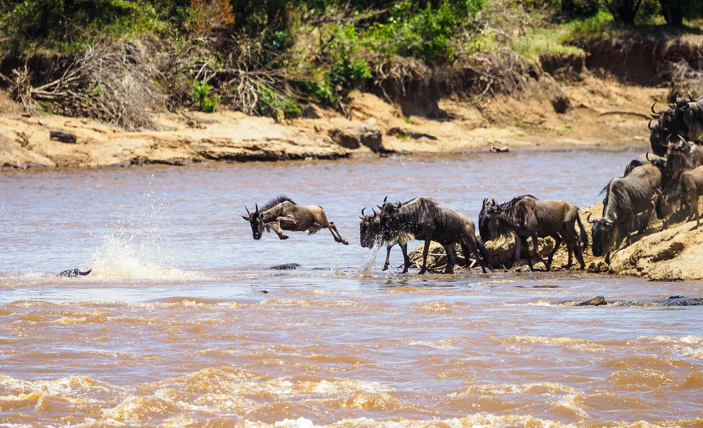 Gnu hyppää Mara-jokeen suuressa muutossa