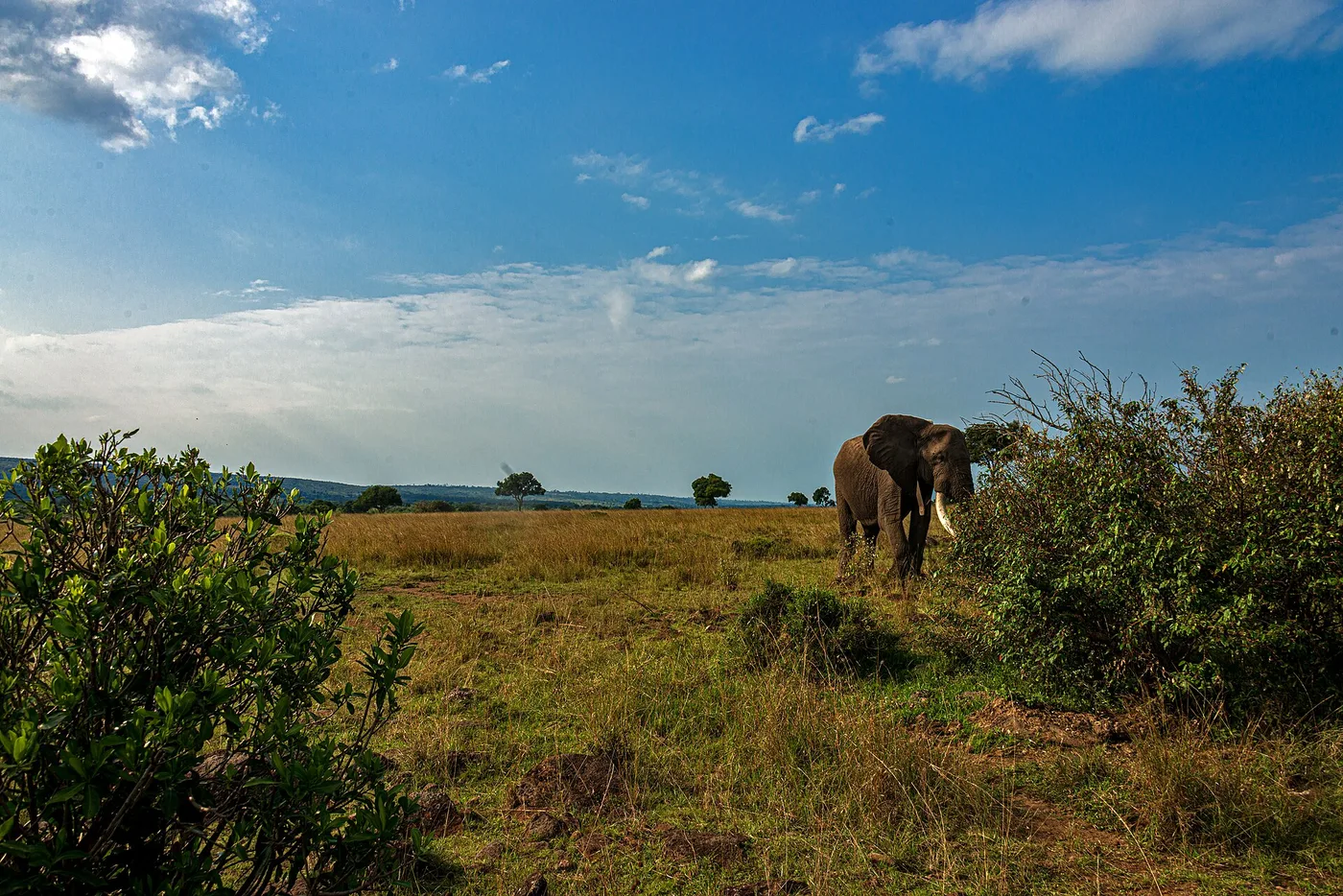 Norsu Maran savannilla