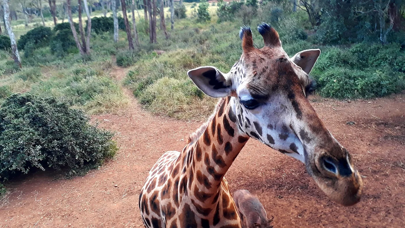 Kirahvi Giraffe Centressä