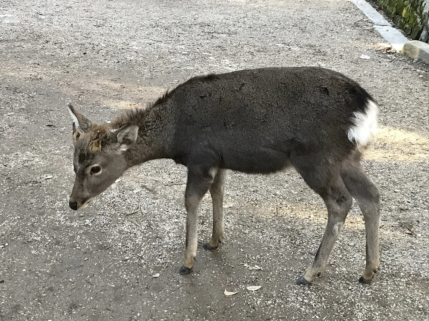 Naran pyhä peura puistossa