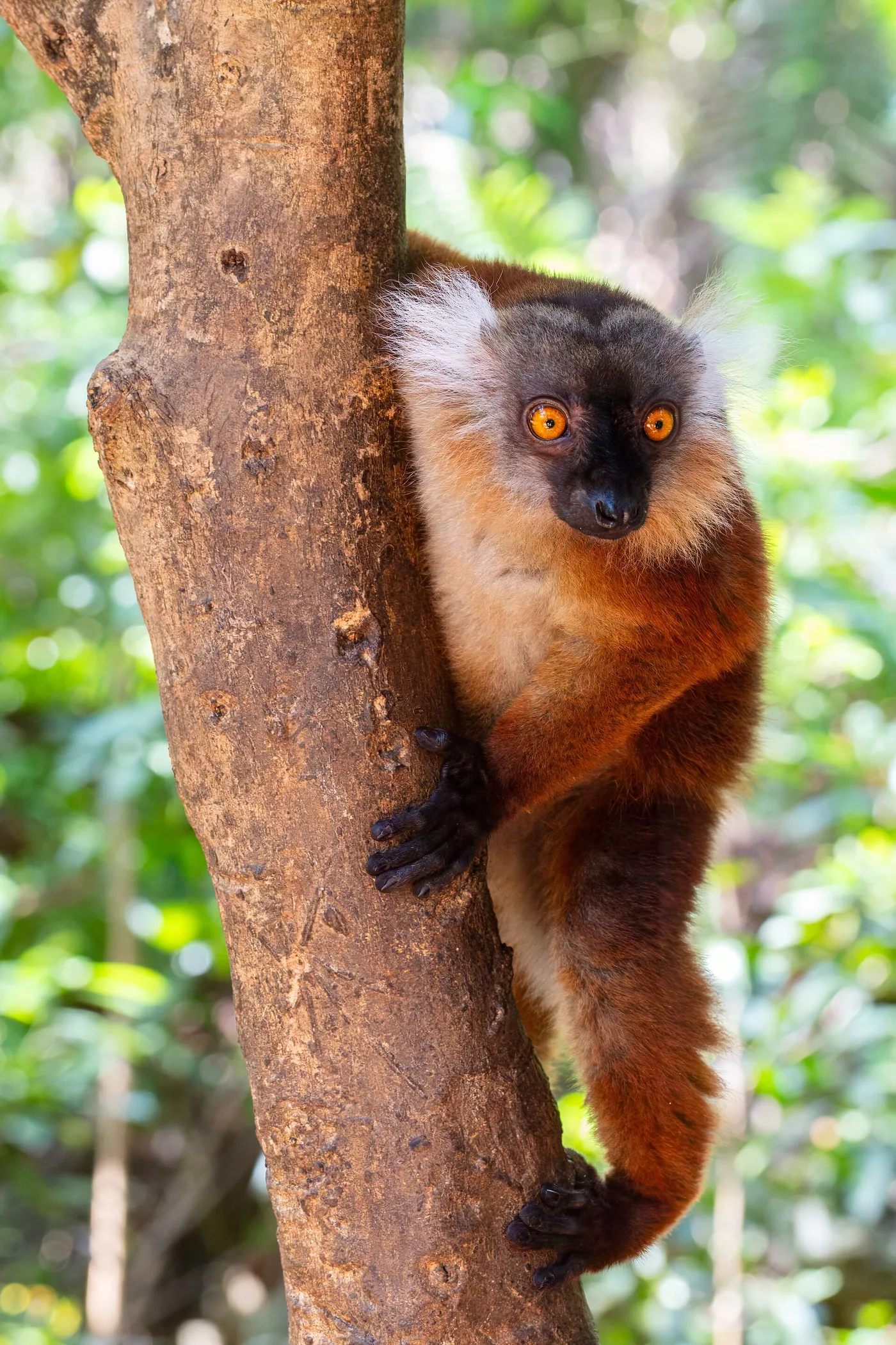 Musta lemuri Nosy Komballa