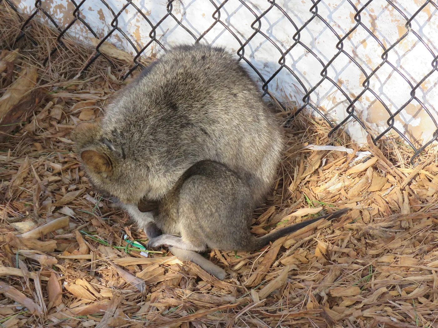 Quokka Rottnestin saarella