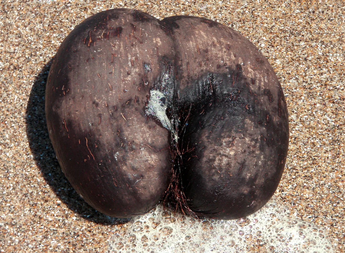 Coco de mer — maailman suurin siemen