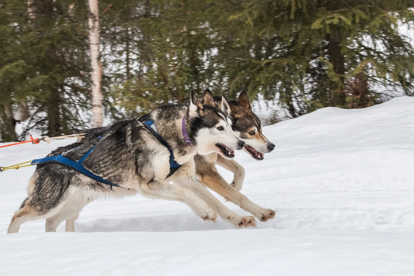 Huskyvaljakko vetämässä rekeä lumessa