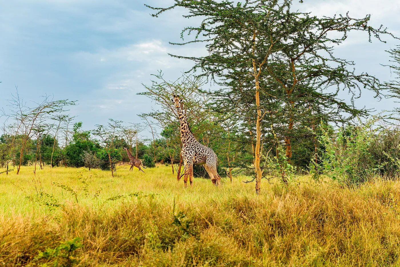 Safari