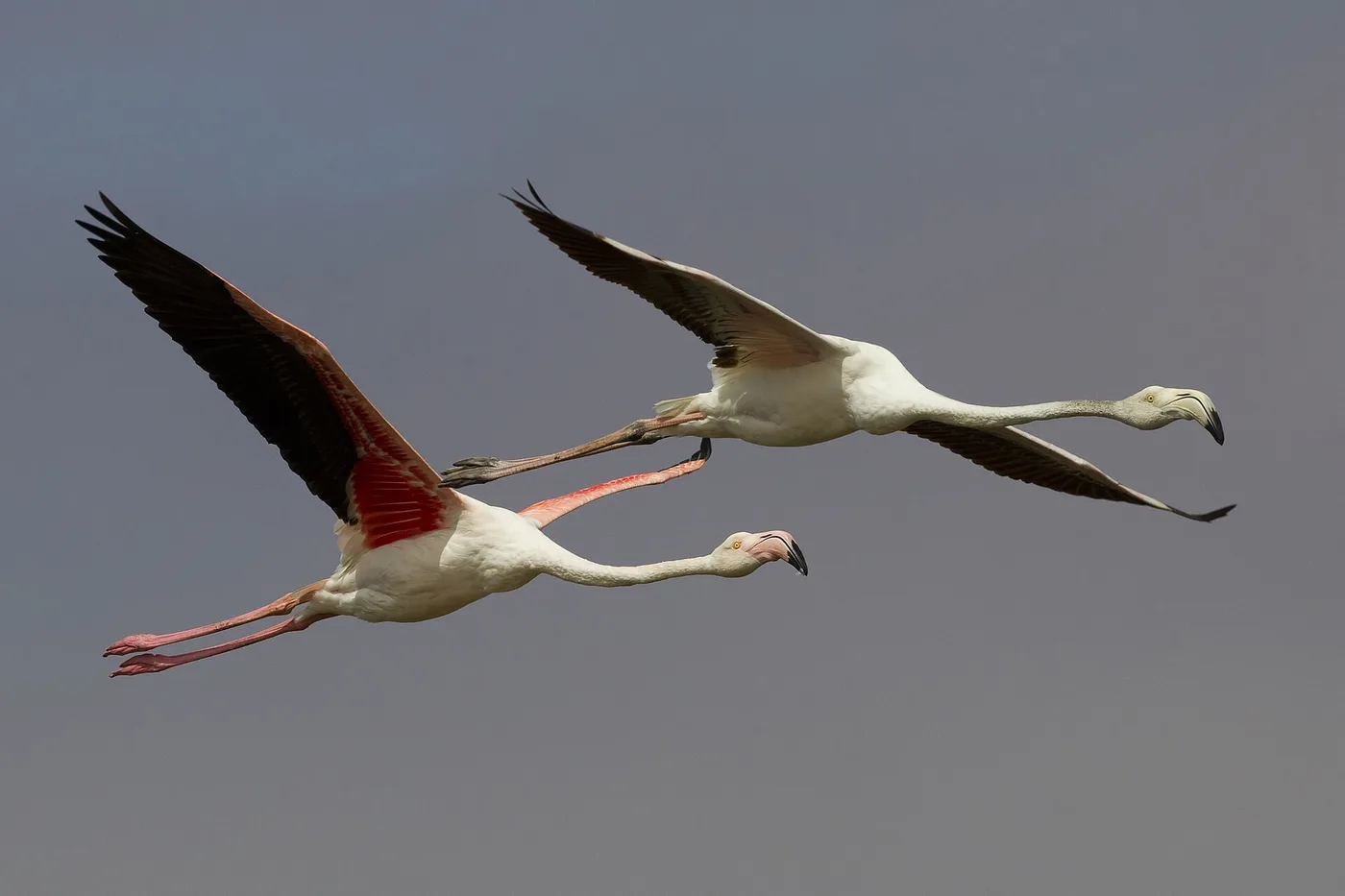 Flamingot lennossa Walvis Bayssa