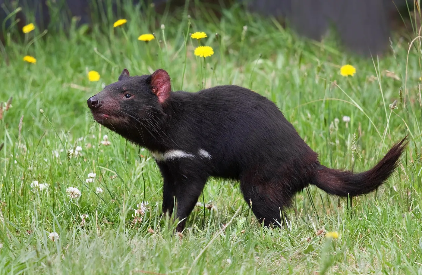 Tasmaniankarhu