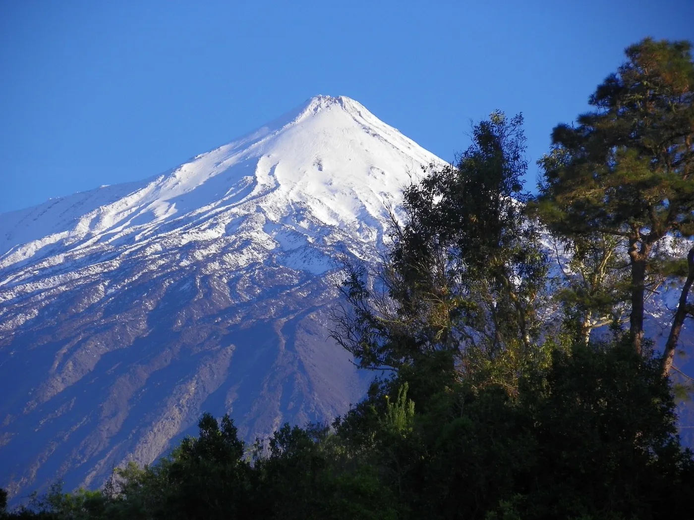Teide-tulivuori männikön takaa