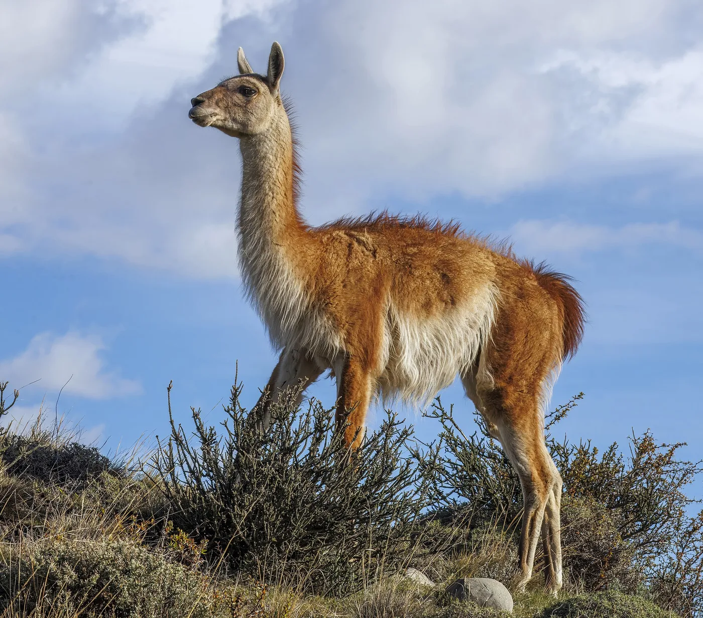 Guanaco Patagonian arolla