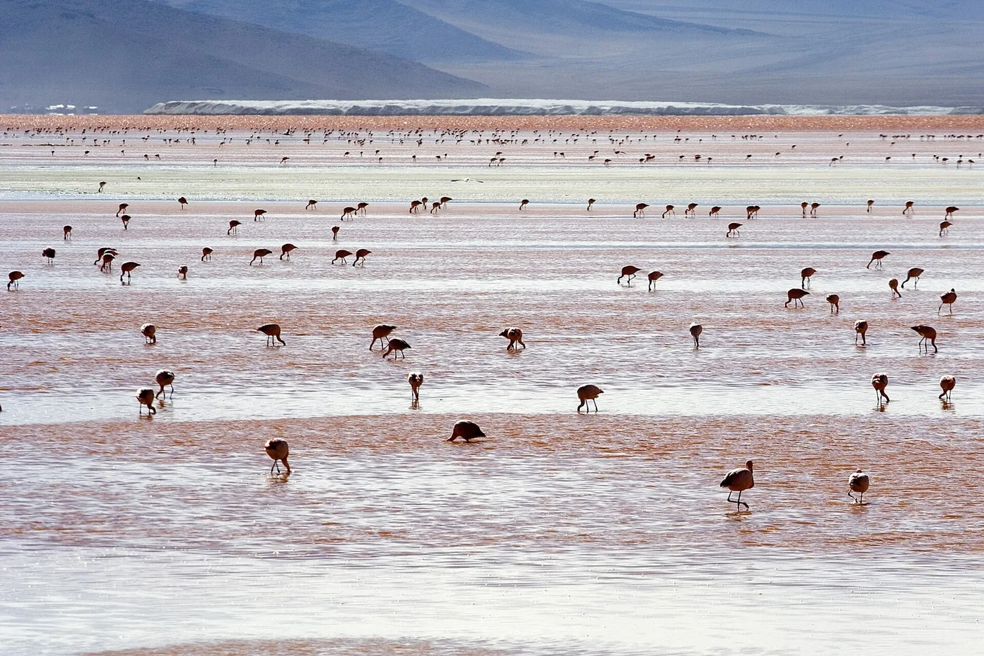 Andienflamingoja Laguna Coloradalla
